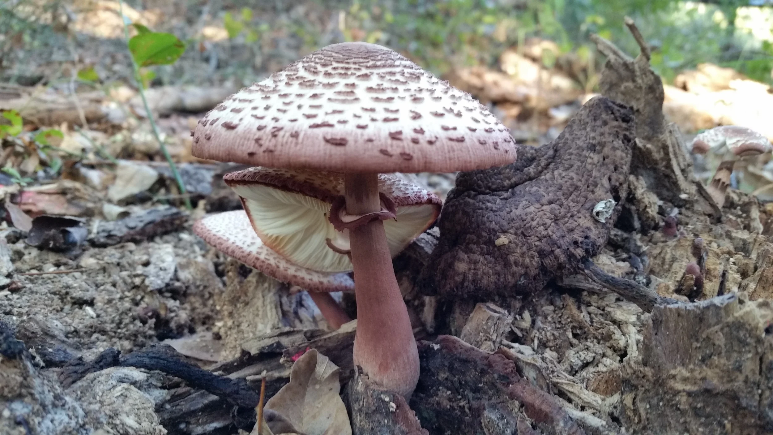20140925_085253.jpg