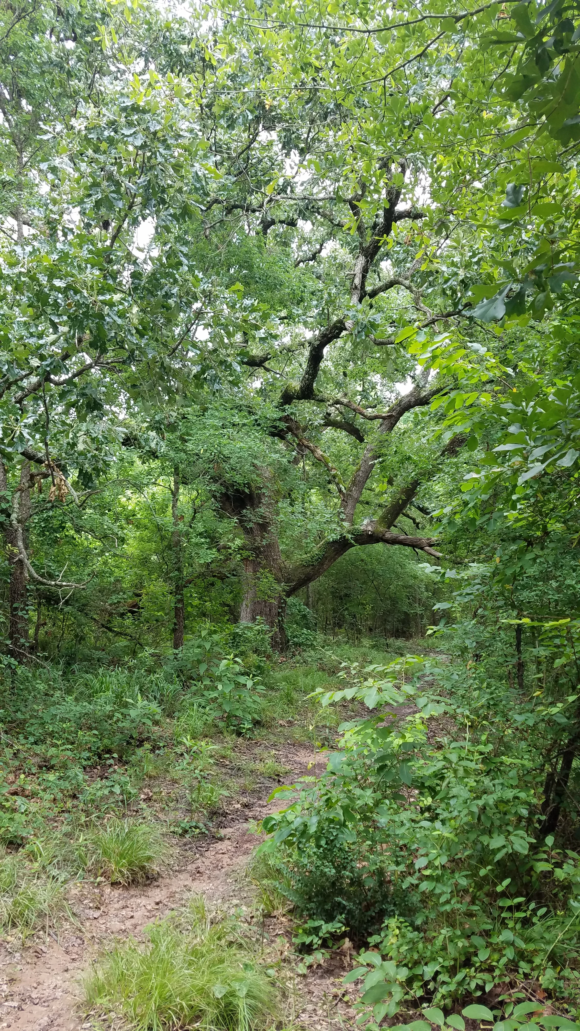 20170604_113208.jpg