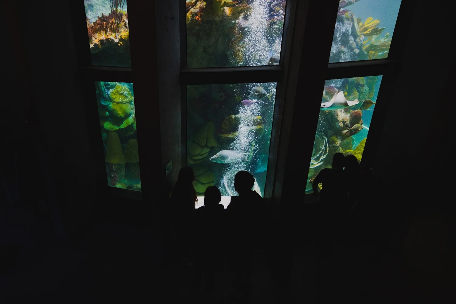 Amanda Macchia Photography | A Rainy Wedding at the New England Aquarium