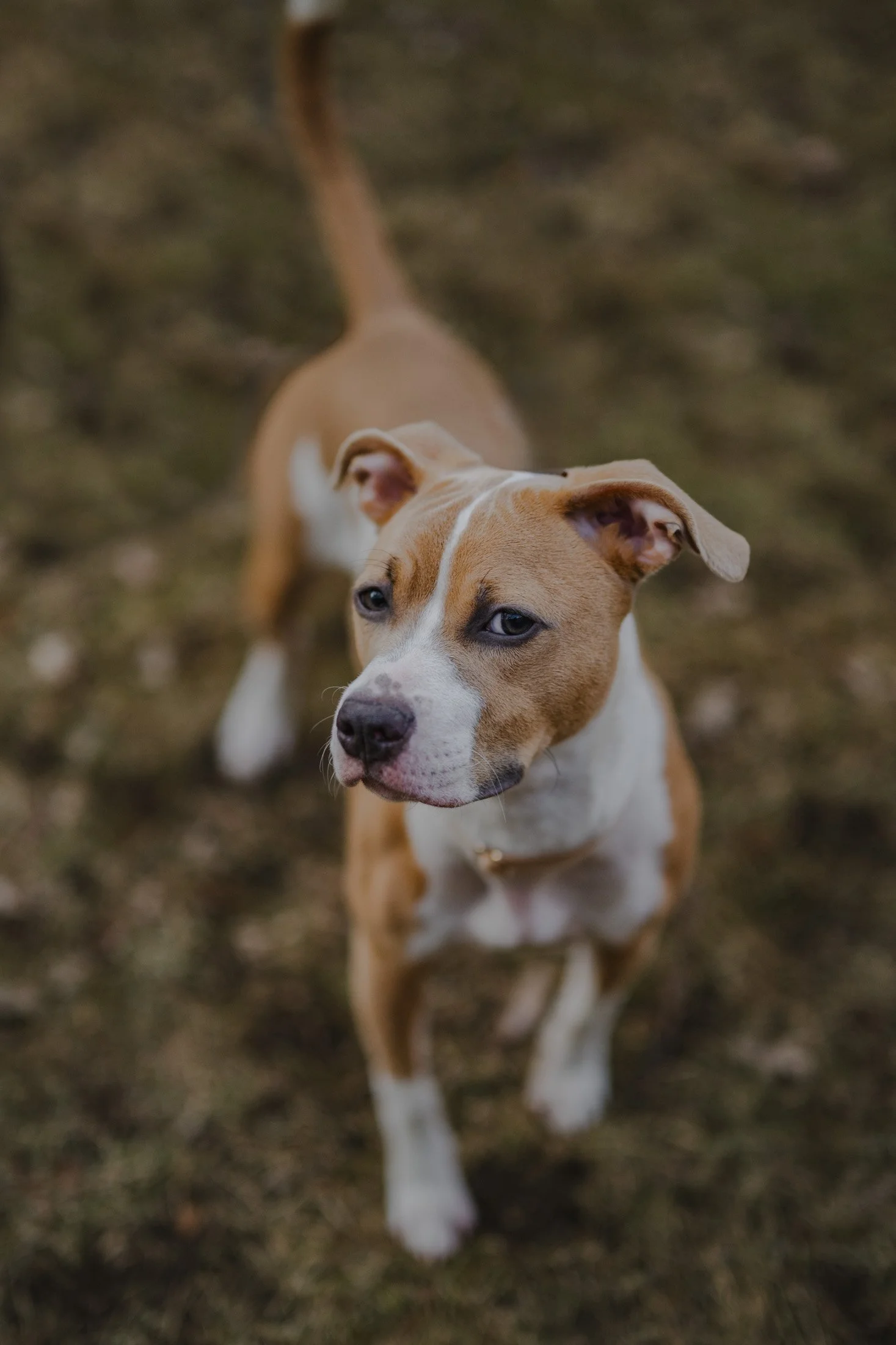 A tan and white mixed breed puppy stands on grass outside looking like she wants to play.