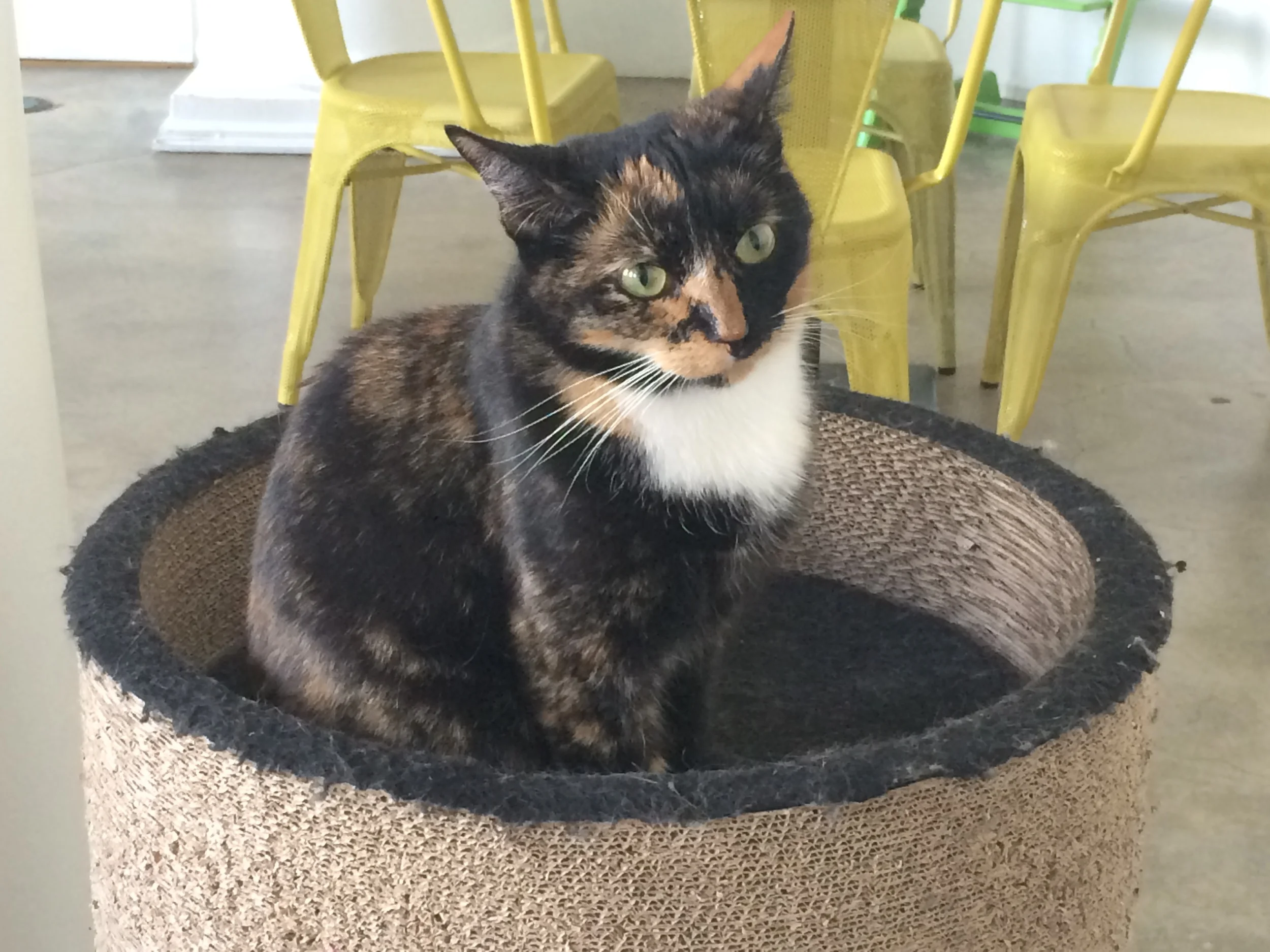 Why aren't cat cafes everywhere?!