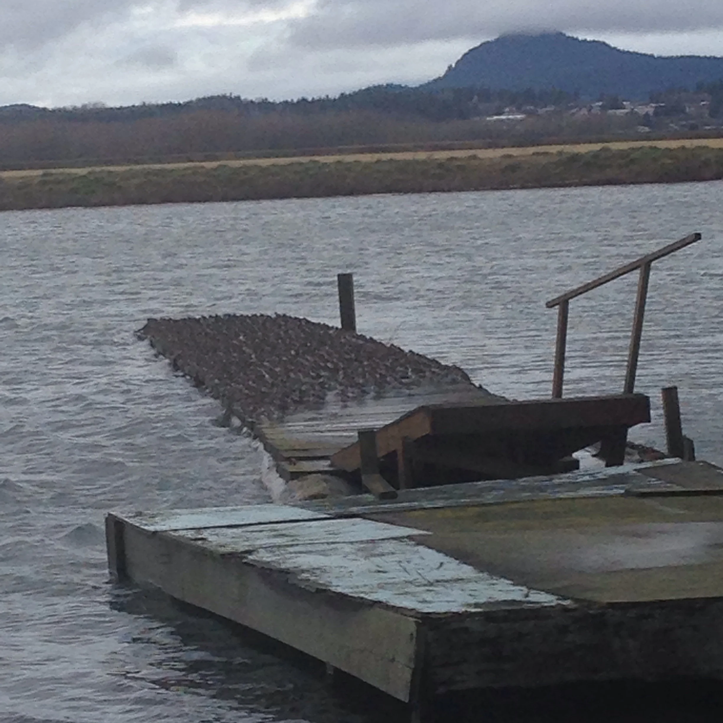 Flock of Dunlin on a dock along the Padilla Bay Dike Walk, Bayview, WA.