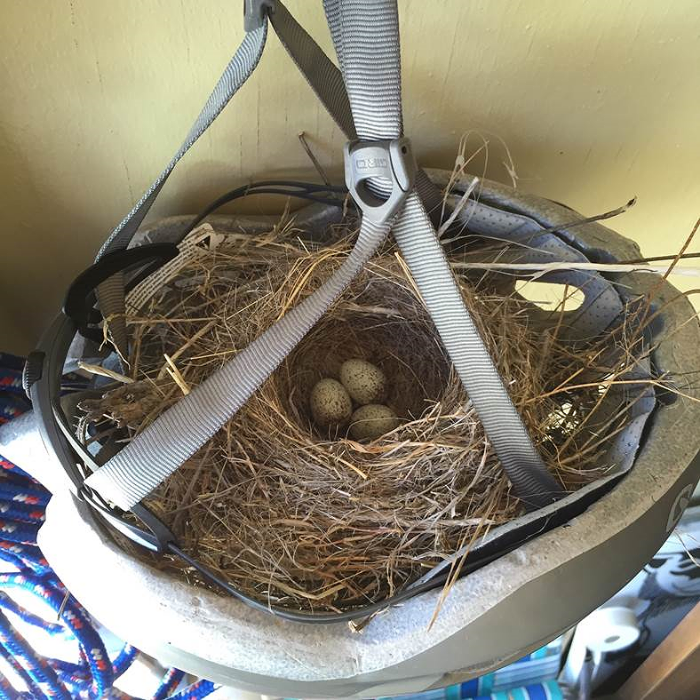 Most likely a Canyon Towhee nest, Big Bend National Park, TX. Photo courtesy of Lorna Leedy.