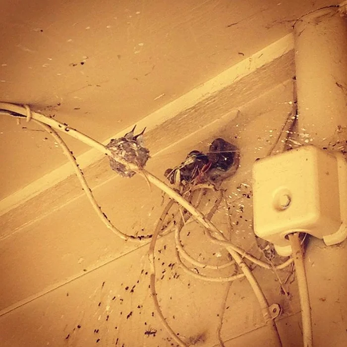 Now for the surprise: Baby Birds in situ! Best guess is Rufous, Black Chinned or Anna's Hummingbird nest, with nestlings! Grand Canyon National Park (South Rim), AZ. Photo courtesy of Lorna Leedy.