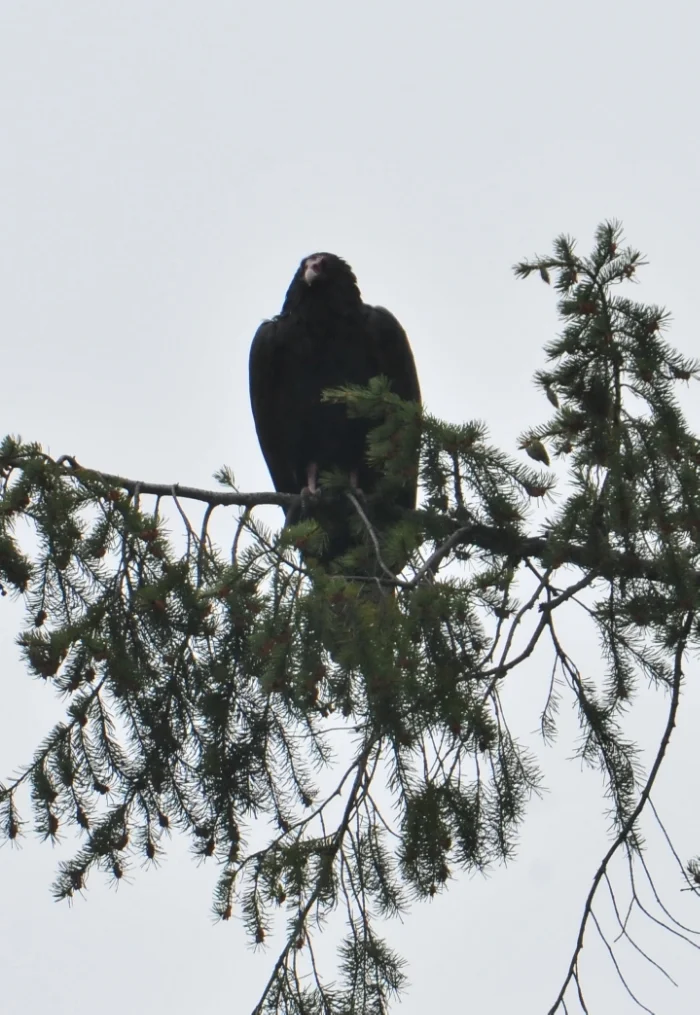Turkey vulture roosting at Stamped Pass. Photo courtesy of Gilia Angell.