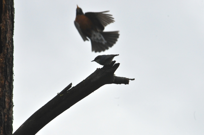 Pygmy nuthatch being photobombed by an American Robin, Cle Elum Ponds. Photo courtesy of Gilia Angell.