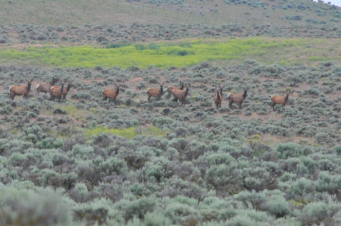 Herd of female elk amid the shrub steppe of Whiskey Dick Wildlife area outside of Vantage, WA. Photo courtesy of Gilia Angell.