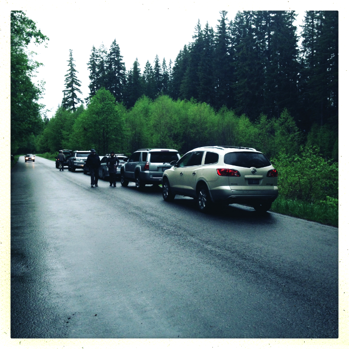 Our caravan of birdie peeps! Typical Northwest selection of Subarus, Hondas and Toyotas. Stampede Pass, WA.