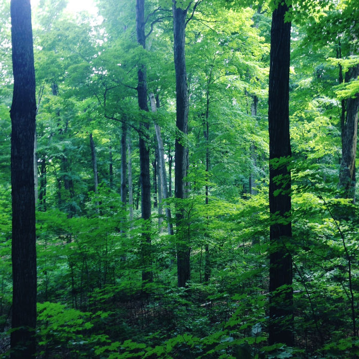 Canopy inside one of woodlands: Pine, Spruce, Maple, Oak, Hickory and Black Cherry trees.