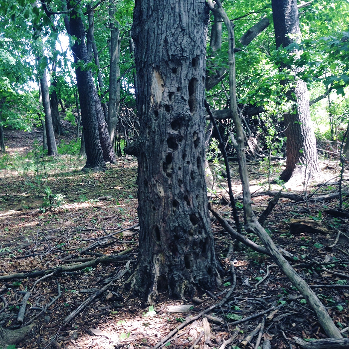 Woodpecker tree in one of the forest islands.