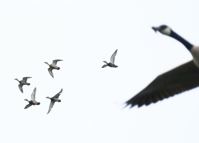 Ducks and Canada Goose in flight. Photo by Mike Hamilton