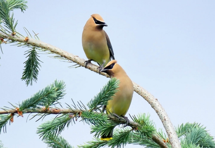 Cedar Waxwings. Photo by Mike Hamilton