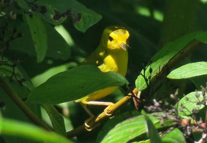 Male Wilson's Warbler. Photo by Mike Hamilton