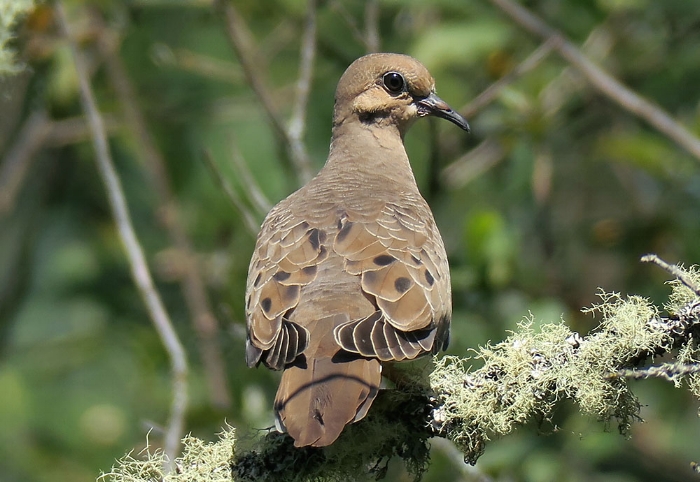 Mourning Dove. Photo by Mike Hamilton