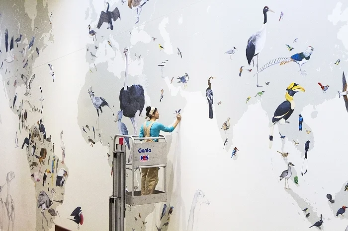 Kim working on the Wall of Birds at the Cornell Lab of Ornithology, Cornell University. Photo courtesy of Shailee Shah.