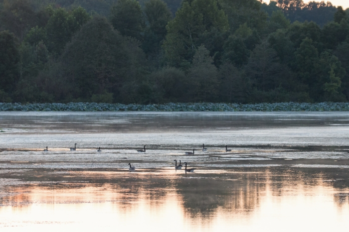 Canada Geese. Image: Alex Warnick.