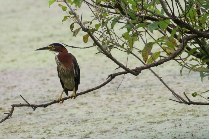 Green Heron. Image: Alex Warnick.