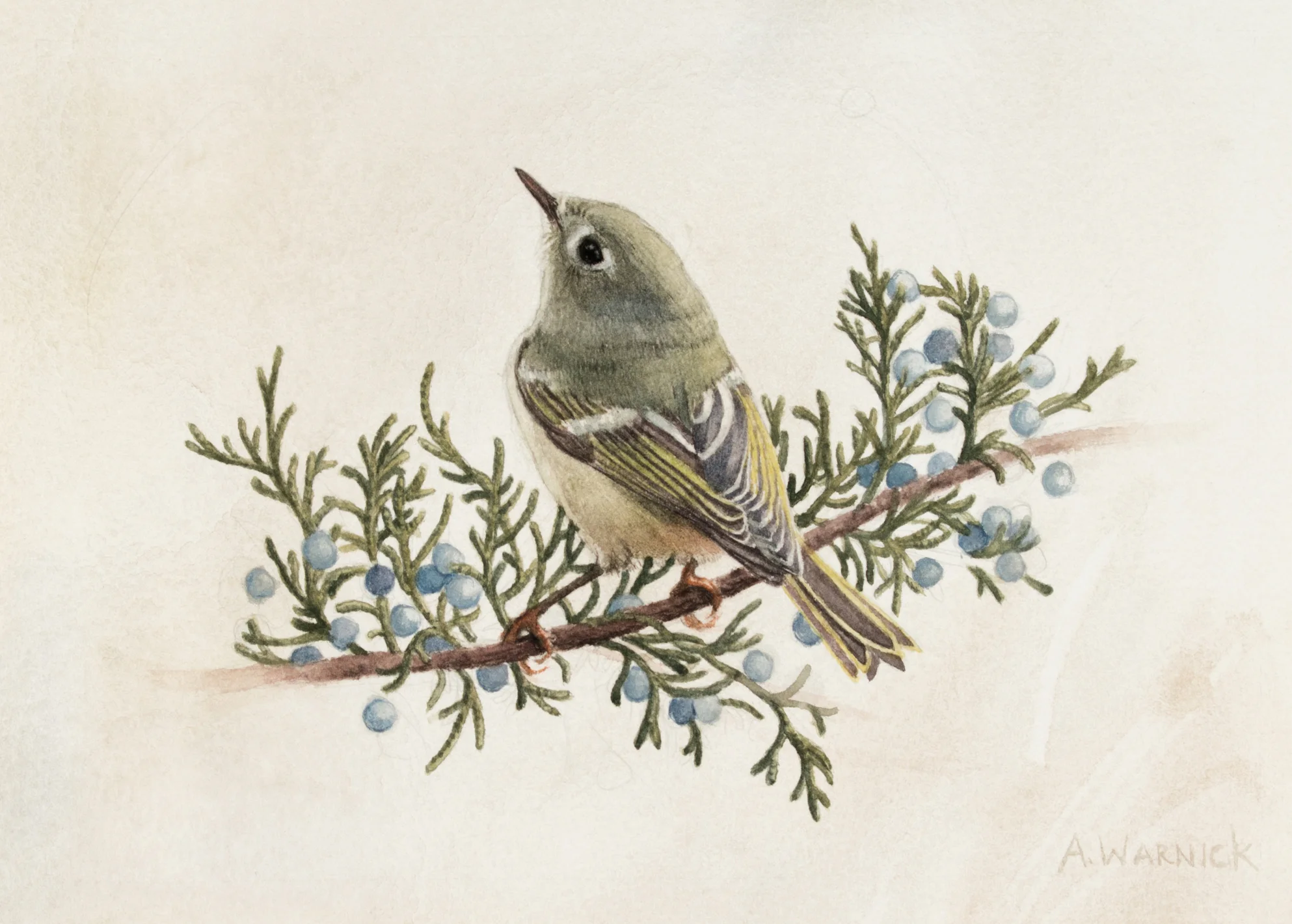 Ruby Crowned Kinglet and Eastern Red Cedar, by Alex Warnick.