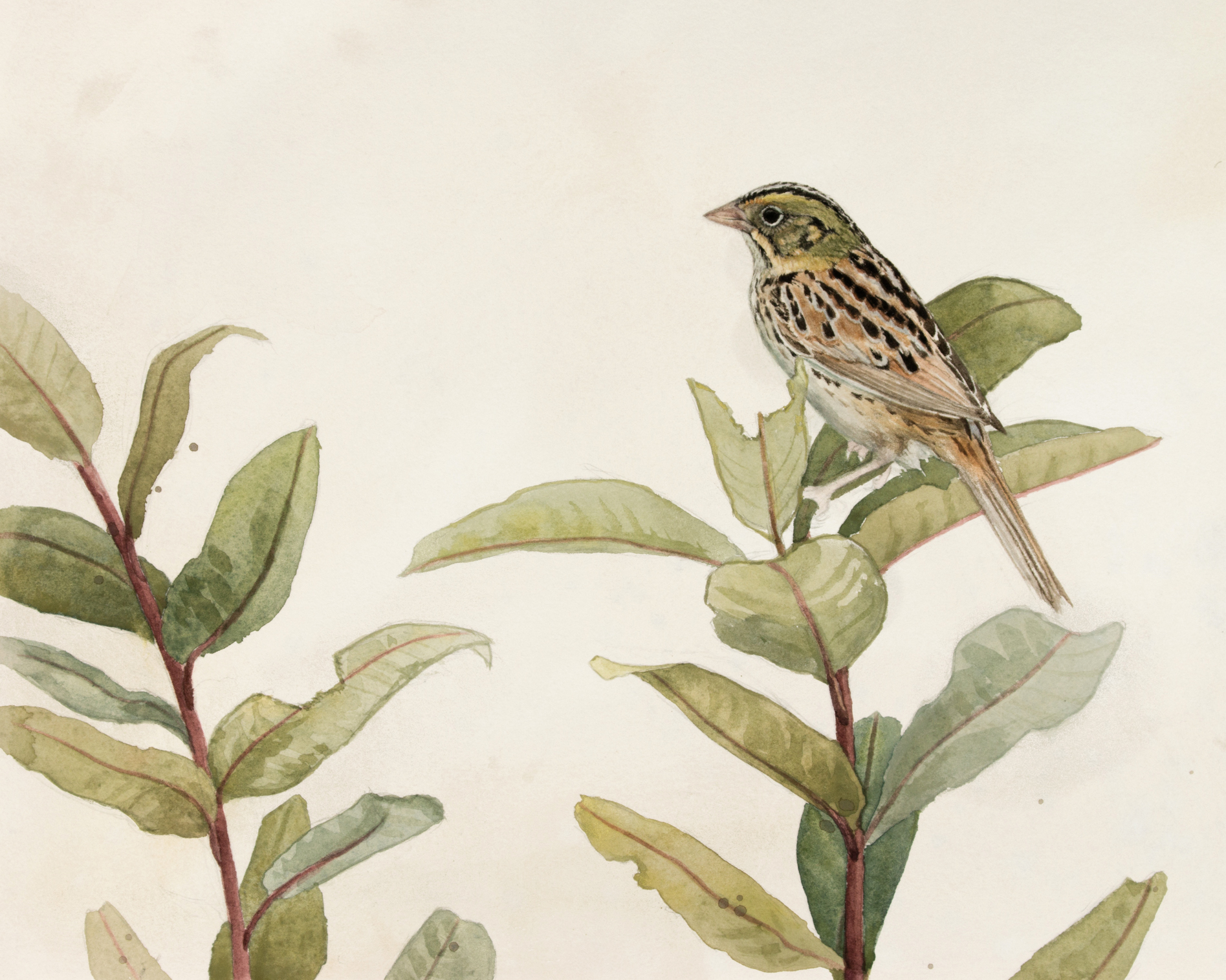 Henslow's Sparrow and Milkweed, by Alex Warnick.