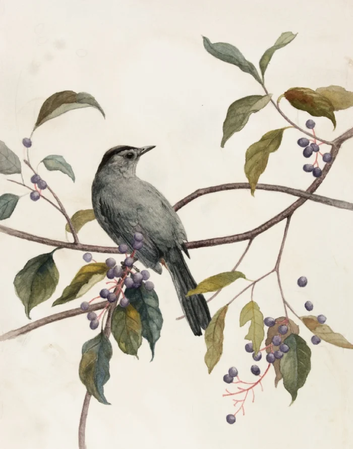 Catbird and Silky Dogwood, by Alex Warnick.