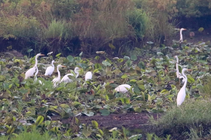 Great Egrets. Image: Alex Warnick.