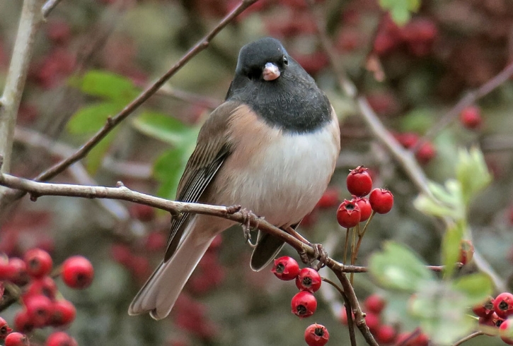Male Junco. Image: Mike Hamilton.