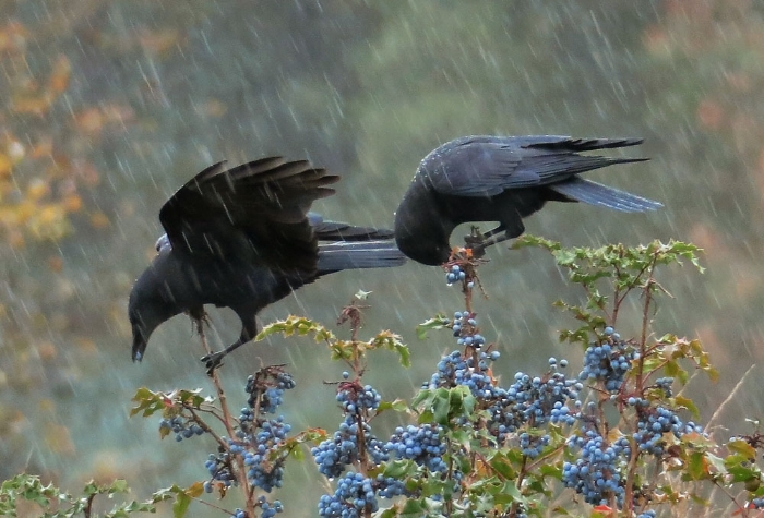 Crows on Oregon Grape, image: Mike Hamilton.