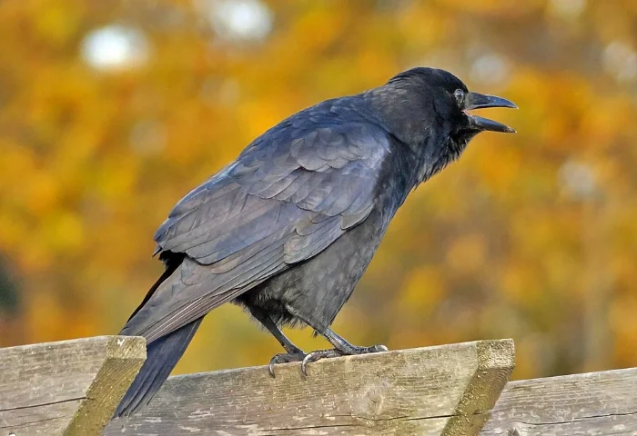 American Crow, Image: Mike Hamilton