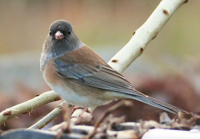 Junco, Image: Mike Hamilton