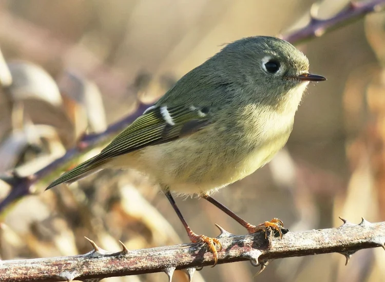 Ruby-crowned Kinglet seen at Eide road stop (this photo taken at another location by Mike Hamilton).