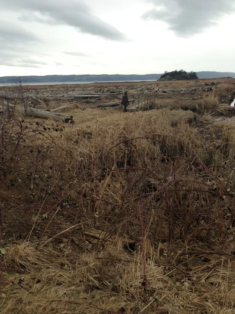 Favorite stop on Fir Island. You can walk all the way out to that rock along muddy trails and over driftwood.