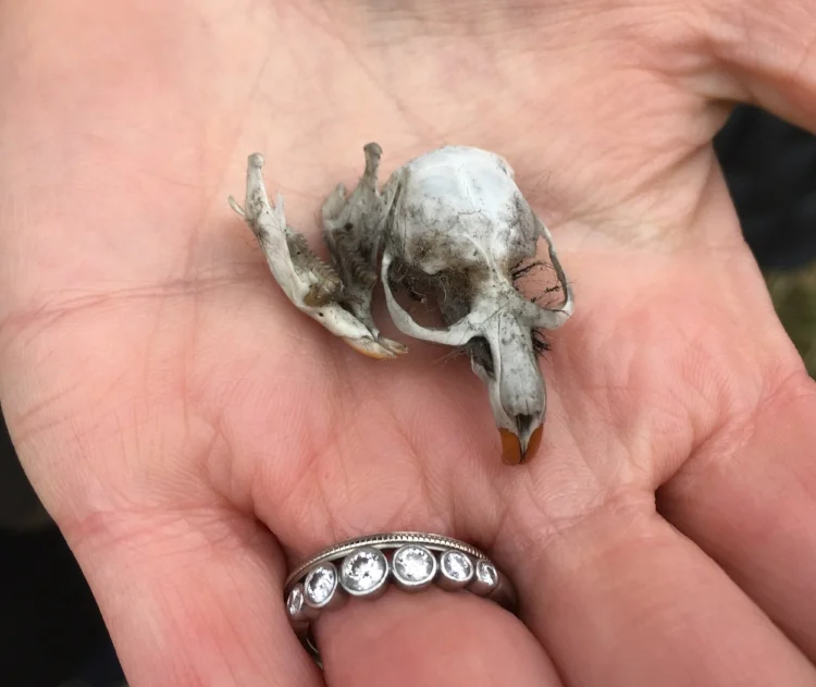 Vole skull extracted from a Short-eared owl pellet found on the ground by our brave birder, Laurel! I brought it home in my pocket. Image: Gaby Charlton.