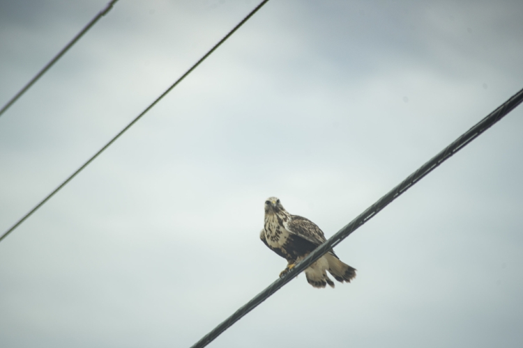 Rough-legged hawk seen along the road, Samish flats. Image: Ivy Yakun Jin.