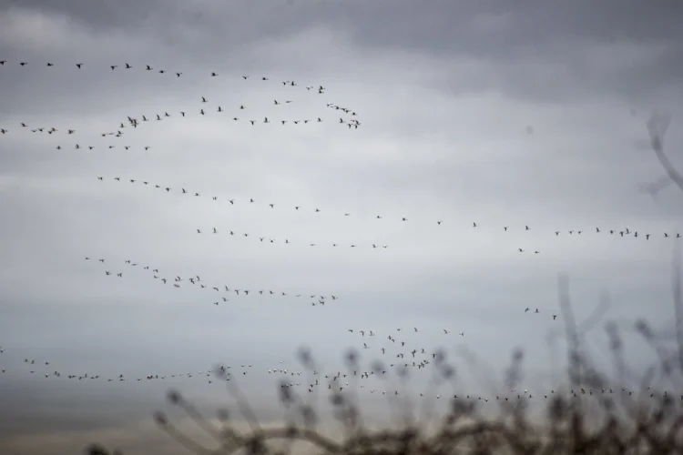 Snow geese flying overhead at Eide Rd. Image: Ivy Yakun Jin.