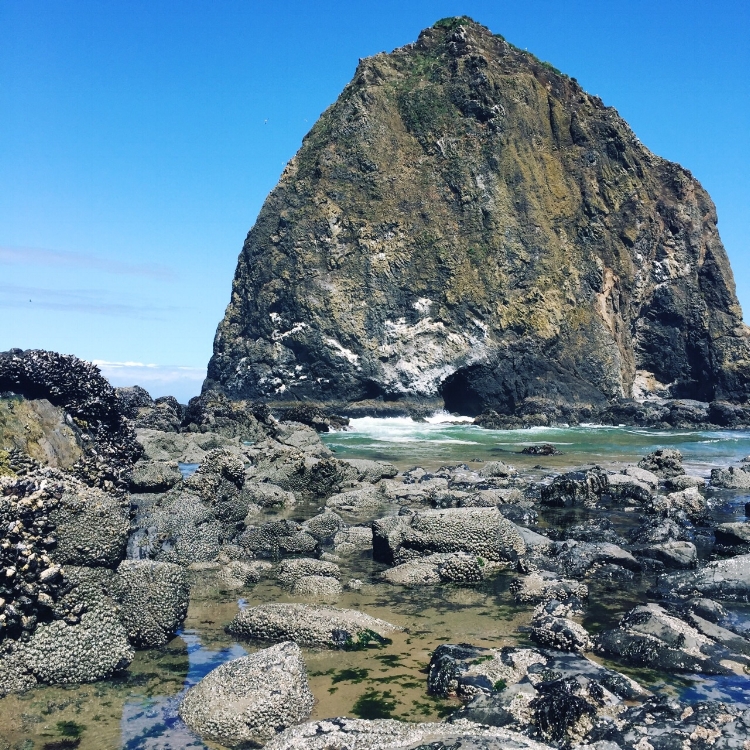 Haystack Rock in Cannon Beach, up the coast from Manzanita. The Rock is home to a Tufted puffin colony. The best time to see the birds is dawn or dusk as they leave their burrow-nests for a day at sea. 
