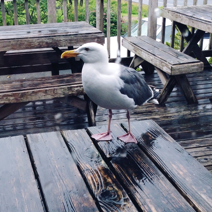 The closest we got to a real Glaucous-wing gull. This bird was a habituated visitor to a local restaurant where we dined with the kids. Photo taken through the window (you can see the raindrops on the glass).