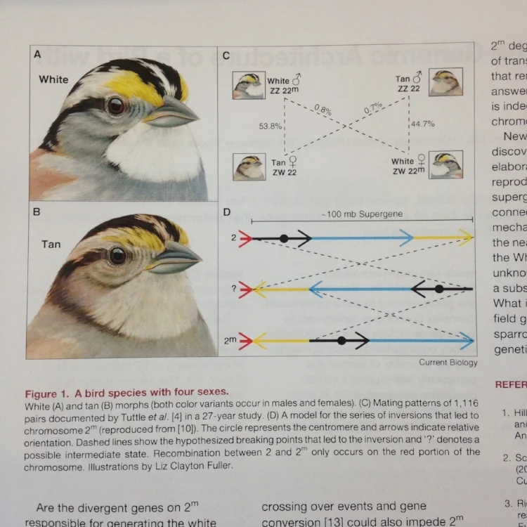 Images of White-throated sparrow for a scientific paper. Image courtesy of the artist.