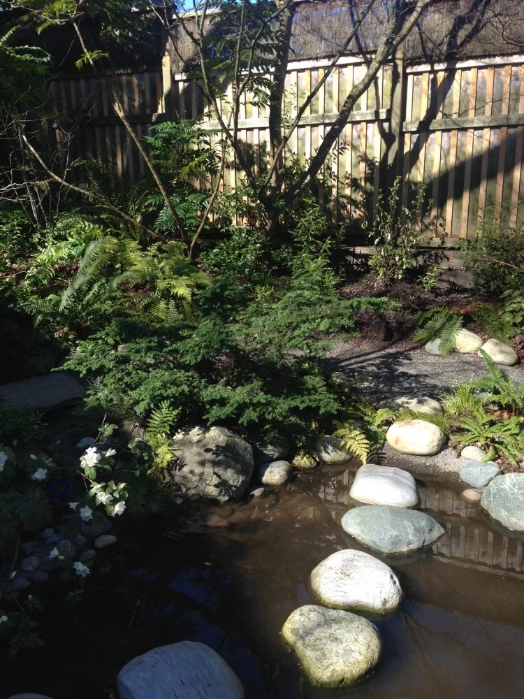 Shallow pond to attract songbirds and migrants.