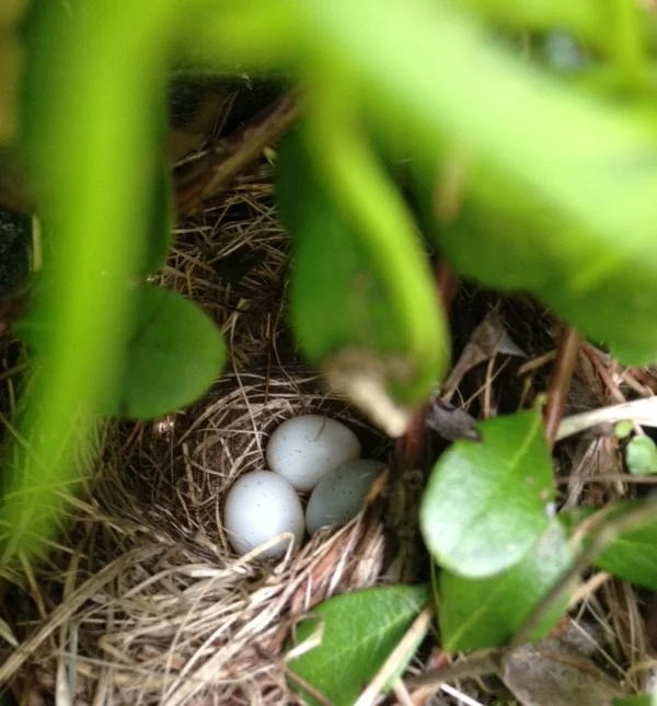 Closer, still! Three eggs! (Photo by Noel Angell)