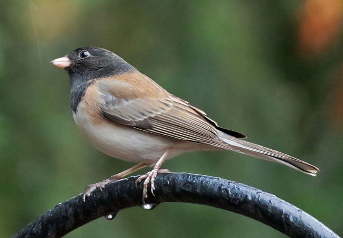 Dark-eyed junco (Photo by Mike Hamilton)
