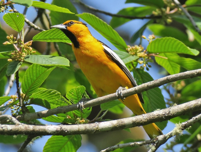 Male Bullocks Oriole (photo by Mike Hamilton). We saw a pair of these at Cle Elum ponds.