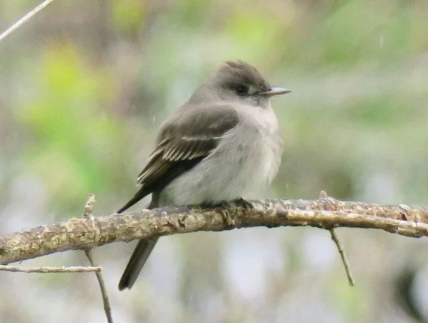 Western Wood Peewee (photo by Mike Hamilton). My first ever! Seen at Cle Elum ponds.
