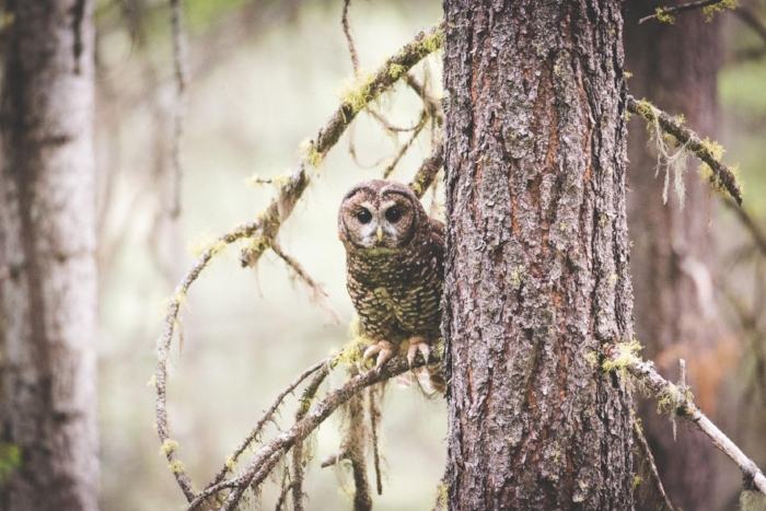 Northern Spotted owl female. Photo by Brandon Husby.