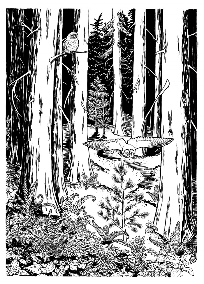 Spotted owl parent and young. Artwork by Laurel Mundy.