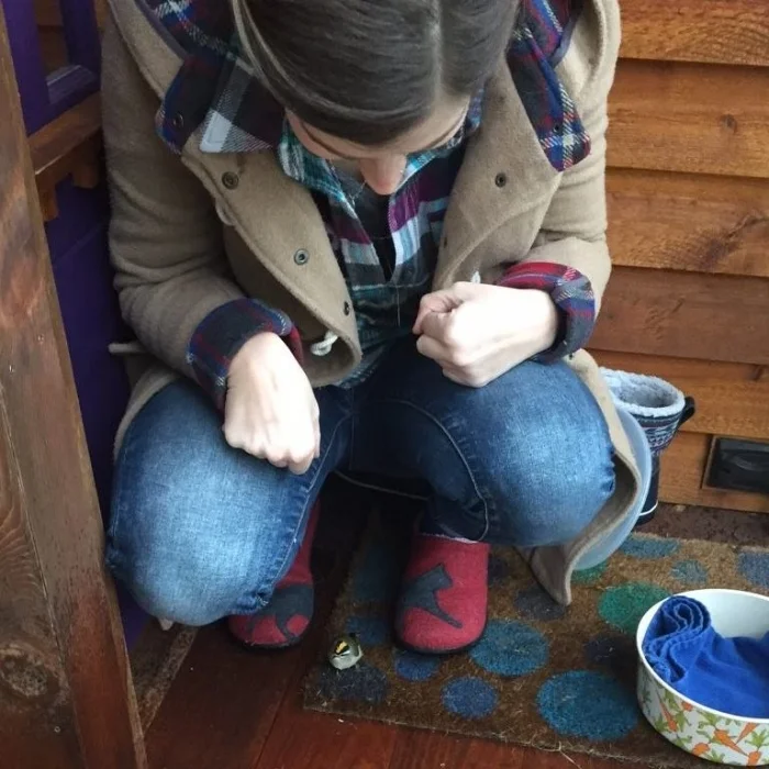 Mundy caring for a stunned Golden crowned kinglet.