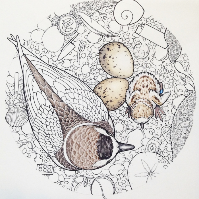 Plover illustration in process.