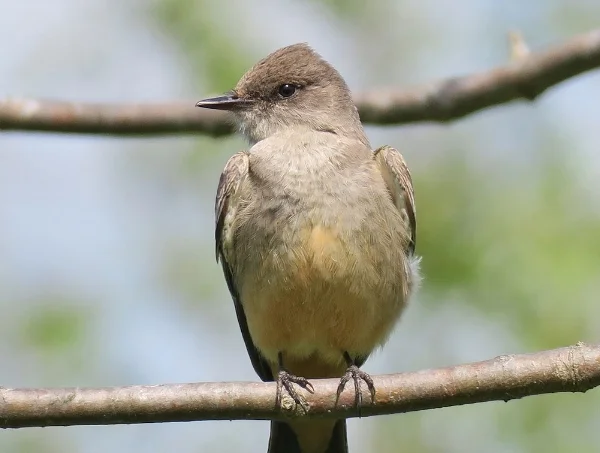 Say's Phoebe. Photo by Mike Hamilton.