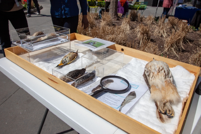 A close up of the bird skins at the booth. Photo credit: The Uni Project.