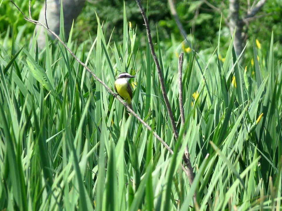 Great Kiskadee (Pitangus sulphuratus) at the Bernal Reserve, September 2018.
