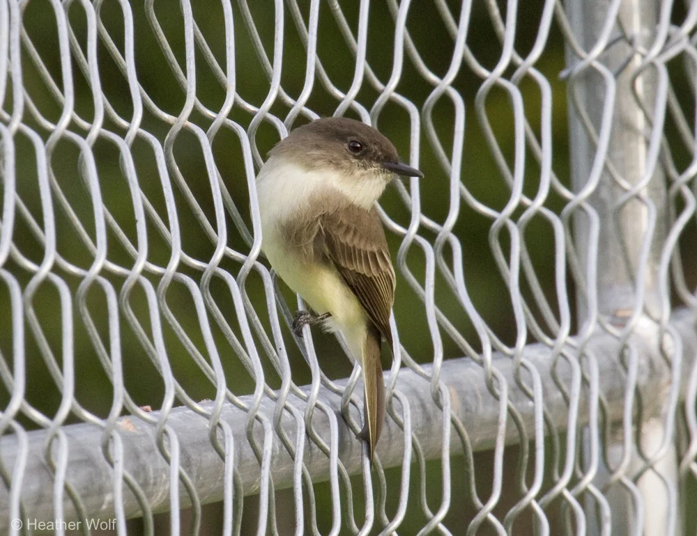 Eastern Phoebe.